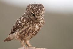 Mochuelo - Little Owl
