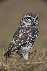 Mochuelo - Little Owl