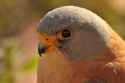 Cernícalo primilla -  Lesser kestrel (PDF)