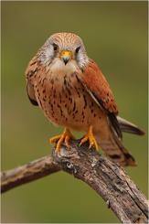 Cernícalo primilla -  Lesser kestrel (PDF)