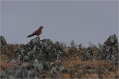 Cernícalo primilla -  Lesser kestrel (PDF)