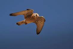 Cernícalo primilla -  Lesser kestrel (PDF)