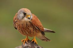 Cernícalo primilla -  Lesser kestrel (PDF)