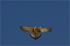 Cernícalo primilla -  Lesser kestrel (PDF)