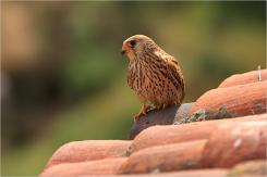 Cernícalo primilla -  Lesser kestrel (PDF)
