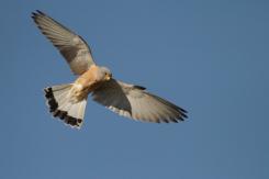 Cernícalo primilla -  Lesser kestrel (PDF)