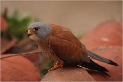 Cernícalo primilla -  Lesser kestrel (PDF)