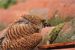 Cernícalo primilla -  Lesser kestrel (PDF)