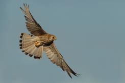 Cernícalo primilla -  Lesser kestrel (PDF)