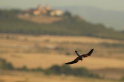 Cernícalo primilla -  Lesser kestrel (PDF)