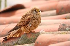 Cernícalo primilla -  Lesser kestrel (PDF)
