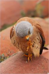 Cernícalo primilla -  Lesser kestrel (PDF)