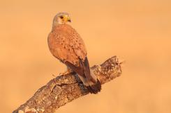 Cernícalo vulgar - Kestrel