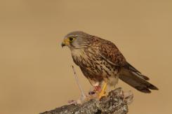 Cernícalo vulgar - Kestrel