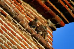 Cernícalo vulgar - Kestrel