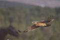 Imagen 5 de la galería de Águila Imperial - Imperial eagle