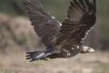 Imagen 4 de la galería de Águila Imperial - Imperial eagle