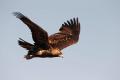 Imagen 15 de la galería de Águila Imperial - Imperial eagle