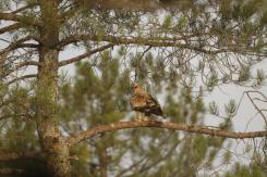 Águila Imperial - Imperial eagle