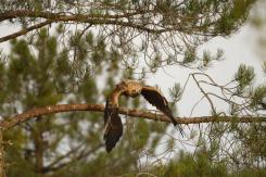 Águila Imperial - Imperial eagle