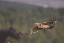Águila Imperial - Imperial eagle