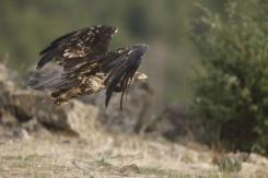 Águila Imperial - Imperial eagle