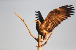 Águila Imperial - Imperial eagle
