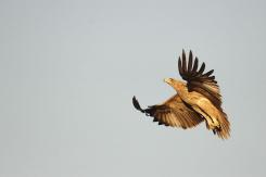 Águila Imperial - Imperial eagle