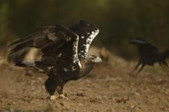 Águila Imperial - Imperial eagle