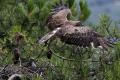 Imagen 5 de la galería de Águila culebrera - Short-toed eagle (Circaetus gallicus)