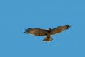 La culebrera es un águila estival, que viene a reproducirse a nuestros campos procedentes de África.