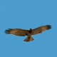 Descripción: La culebrera es un águila estival, que viene a reproducirse a nuestros campos procedentes de África.