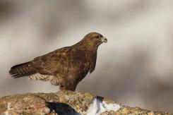 Ratonero Común - Common Buzzard