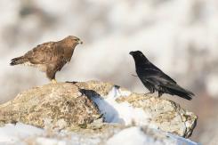 Ratonero Común - Common Buzzard