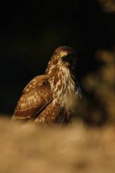 Ratonero Común - Common Buzzard