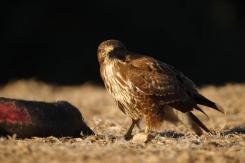 Ratonero Común - Common Buzzard