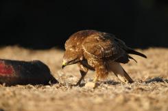 Ratonero Común - Common Buzzard