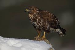 Ratonero Común - Common Buzzard