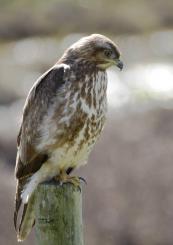 Ratonero Común - Common Buzzard