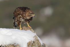 Ratonero Común - Common Buzzard