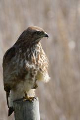 Ratonero Común - Common Buzzard