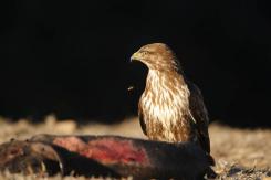 Ratonero Común - Common Buzzard