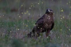 Ratonero Común - Common Buzzard