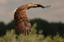 Pigargo Europeo - White-tailed eagle