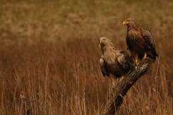 Pigargo Europeo - White-tailed eagle