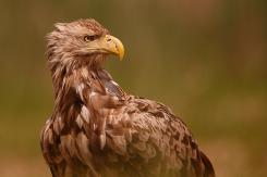Pigargo Europeo - White-tailed eagle