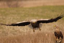 Pigargo Europeo - White-tailed eagle