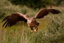 Pigargo Europeo - White-tailed eagle