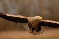 Pigargo Europeo - White-tailed eagle