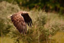 Pigargo Europeo - White-tailed eagle